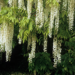 Wisteria sinensis 'Alba' - Weißer Chinesischer Blauregen