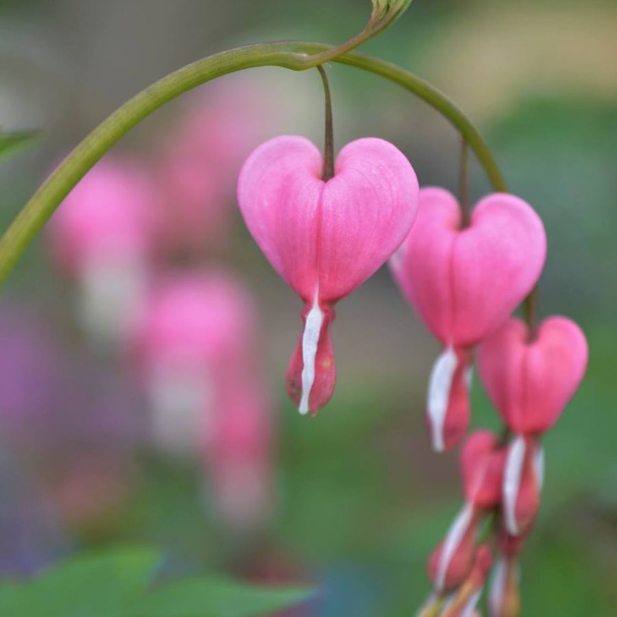 Garten Geschenkgutschein