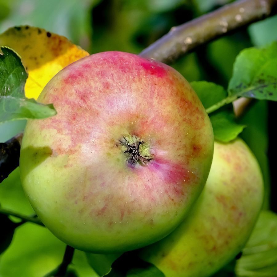 Apfelbaum "Jakob Fischer"