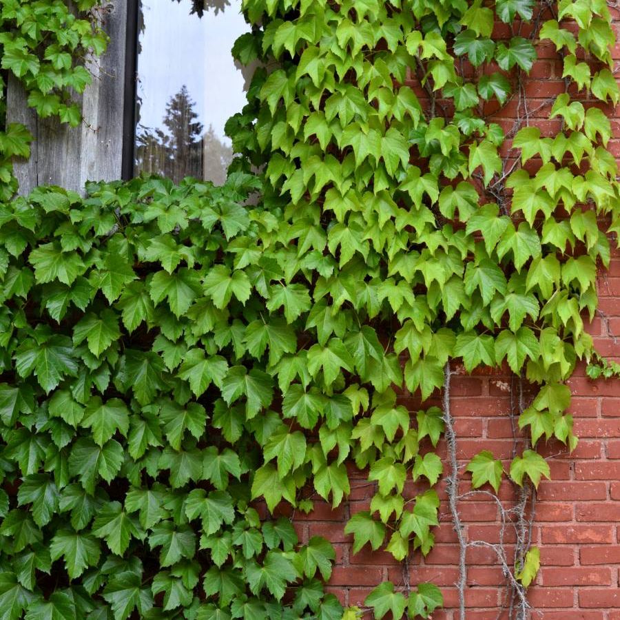 Falscher Wein Parthenocissus tricuspidata "Veitchii" Gartenwelt Donautal
