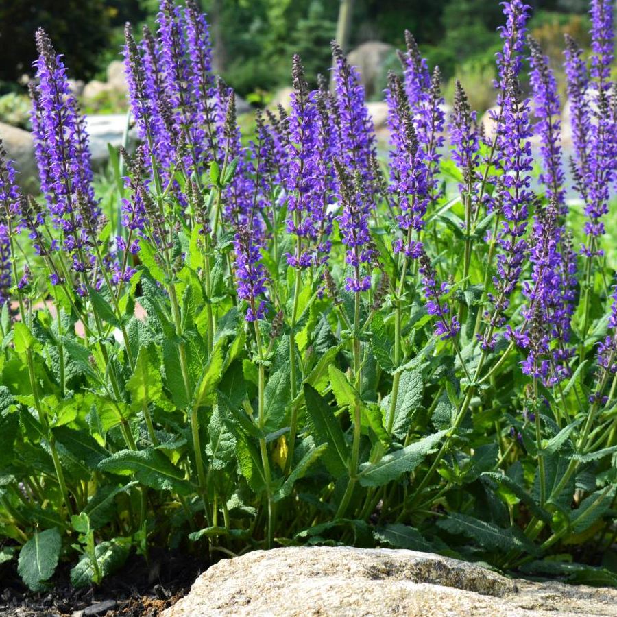 Zier Salbei Salvia nemorosa "Caradonna" Gartenwelt Donautal
